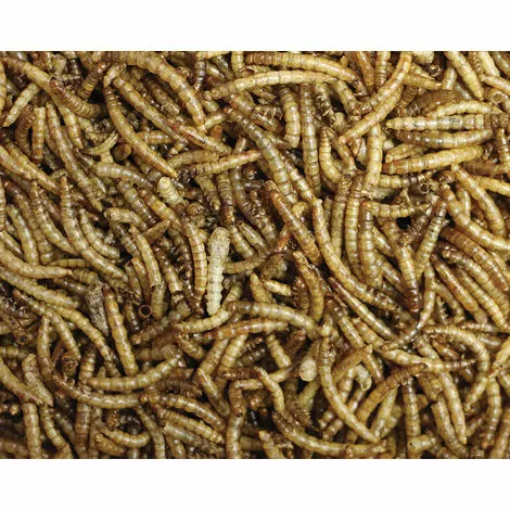 FERME DE BEAUMONT Vers De Farine Déshydratés 2,5 Litres (375 Gr) 2 FERME DE BEAUMONT Vers De Farine Déshydratés 2,5 Litres (375 Gr) – Image 2