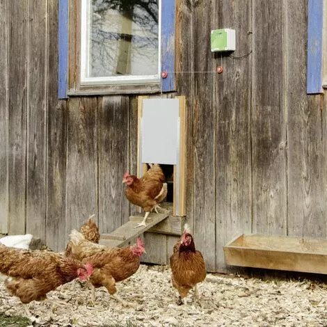 Kerbl Ensemble De Porte Automatique De Poulailler 220x330 Mm 70547 4 Kerbl Ensemble De Porte Automatique De Poulailler 220x330 Mm 70547 – Image 4