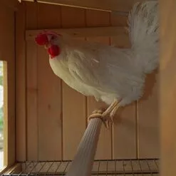 Ferplast HEN HOUSE 10 Maisonnette Pour Poules En Bois De Pin Nordique. Variante HEN HOUSE 10 - Mesures: 124 X 98 X H 110 Cm - -Poulailler et élevage de la basse-cour Soldes Magasin 13458173 5