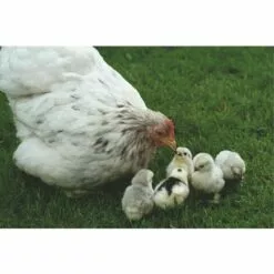 BB-LOISIRAM Poulailler Extension De Haute Qualit -Poulailler et élevage de la basse-cour Soldes Magasin 17269062 5