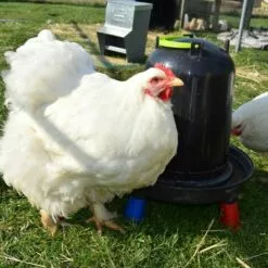 POULAILLER DIRECT Abreuvoir Volailles À Pieds En Plastique Recyclé Eco 10l -Poulailler et élevage de la basse-cour Soldes Magasin 19267400 4