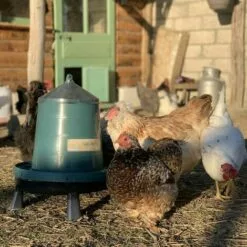 POULAILLER DIRECT Mangeoire Volailles À Pieds En Plastique Recyclé Eco 8kg -Poulailler et élevage de la basse-cour Soldes Magasin 19267402 3