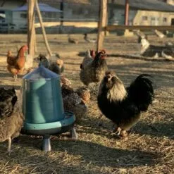 POULAILLER DIRECT Mangeoire Volailles À Pieds En Plastique Recyclé Eco 8kg -Poulailler et élevage de la basse-cour Soldes Magasin 19267402 5