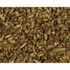 Poulailler et élevage de la basse-cour Soldes Magasin -Poulailler et élevage de la basse-cour Soldes Magasin 19578889 2