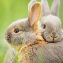 Relaxdays Cage Extérieur Lapin XL, Avec Filet, Enclos Pour Rongeurs, Avec Protection Contre Le Soleil, Ø 145 Cm, Zingué -Poulailler et élevage de la basse-cour Soldes Magasin 20884377 5