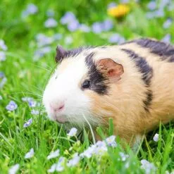 Relaxdays Cage Extérieur Lapin, Avec Filet, Enclos Pour Rongeurs, Avec Protection Contre Le Soleil, Ø 110 Cm, Vert -Poulailler et élevage de la basse-cour Soldes Magasin 26751393 3