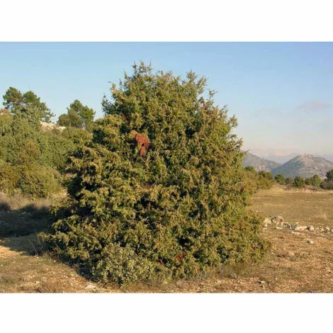 POULAILLER DIRECT Huile De Cade Pure Pour Volailles 1l - Oléobois 2 POULAILLER DIRECT Huile De Cade Pure Pour Volailles 1l - Oléobois – Image 2