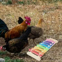 Betterlife Poulet Jouet Perroquet Jouet Xylophone Jouet 8 Clés Poulet Picorer Jouet Poulailler Picorer Jouet Jouets Pour Enfants= -Poulailler et élevage de la basse-cour Soldes Magasin 30051686 3