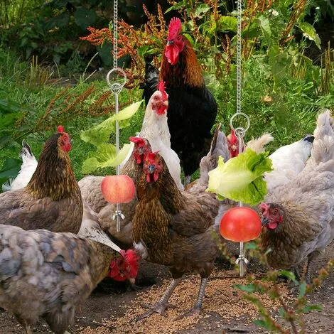 Betterlife Poulet Suspendu Mangeoire Poulet Perroquet Suspendu Mangeoire à Oiseaux En Acier Inoxydable Mangeoire à Poulet Jouet= 5 Betterlife Poulet Suspendu Mangeoire Poulet Perroquet Suspendu Mangeoire à Oiseaux En Acier Inoxydable Mangeoire à Poulet Jouet= – Image 5