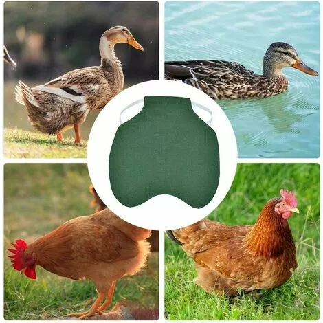 BETTERLIFE Tablier De Poulet À Sangle Unique/Gilet De Selle Protection De L'aile De Canard De Poule Vestes De Poulet Standard Tabliers De Poule Accessoires De Soins De Volaille 5pcs-vert 3 BETTERLIFE Tablier De Poulet À Sangle Unique/Gilet De Selle Protection De L'aile De Canard De Poule Vestes De Poulet Standard Tabliers De Poule Accessoires De Soins De Volaille 5pcs-vert – Image 3