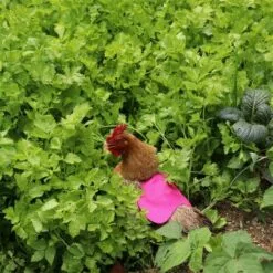 ILOVEMILAN Tablier De Poulet À Sangle Unique/Gilet De Selle Protection De L'aile De Canard De Poule Vestes De Poulet Standard Tabliers De Poule Accessoires De Soins De Volaille 5pcs-Rose Rouge -Poulailler et élevage de la basse-cour Soldes Magasin 30673276 5