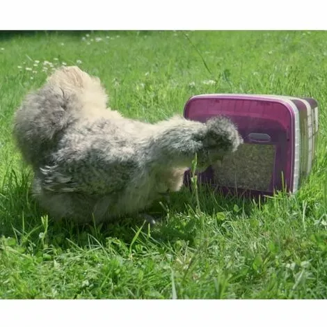 CHEMIN DES POULAILLERS Mélange Pour Poule Avec Mangeoire Intégrée Nutrisi Plumage 5kg - Gasco 2 CHEMIN DES POULAILLERS Mélange Pour Poule Avec Mangeoire Intégrée Nutrisi Plumage 5kg - Gasco – Image 2