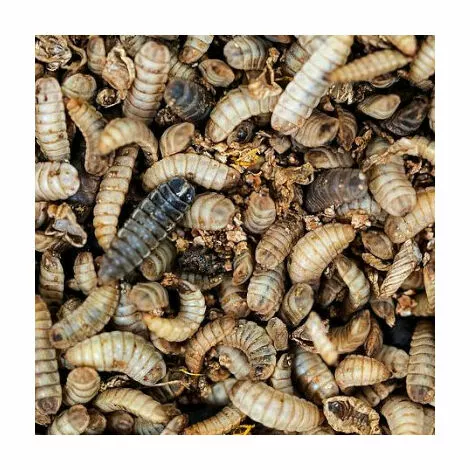 CHEMIN DES POULAILLERS Larves De Mouche Soldat À Picorer Pour Volailles Doypack 1,3l - Prefor 2 CHEMIN DES POULAILLERS Larves De Mouche Soldat À Picorer Pour Volailles Doypack 1,3l - Prefor – Image 2