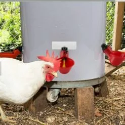 ECHOO 5 Pcs Automatique En Plastique Abreuvoir De Poulet Tasses Abreuvoir De Volaille Distributeur D'eau Potable Tasses Bols Abreuvoir Outil Pour Oiseau Caille Pigeon Poulet Poule (Tube 20mm) 9 ECHOO 5 Pcs Automatique En Plastique Abreuvoir De Poulet Tasses Abreuvoir De Volaille Distributeur D'eau Potable Tasses Bols Abreuvoir Outil Pour Oiseau Caille Pigeon Poulet Poule (Tube 20mm) -Poulailler et élevage de la basse-cour Soldes Magasin 39606227 5