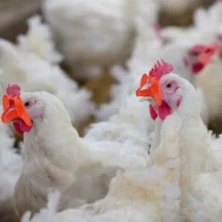 GUAZHUNIFR Lunettes De Poulet Lunettes Anti-picage Lunettes De Poulet En Plastique100 Pieces Guazhuni（rouge） -Poulailler et élevage de la basse-cour Soldes Magasin 42580261 4