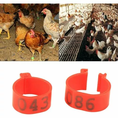 TINOR 100Pcs Bagues/Anneaux De Pied Plastique Pour Oiseaux/Pigeon 18MM Pour Poulets Canards Poules Poulets Volaille Pour Colombe Poules Poule Perroquet Oiseaux Identification(Red) 2 TINOR 100Pcs Bagues/Anneaux De Pied Plastique Pour Oiseaux/Pigeon 18MM Pour Poulets Canards Poules Poulets Volaille Pour Colombe Poules Poule Perroquet Oiseaux Identification(Red) – Image 2