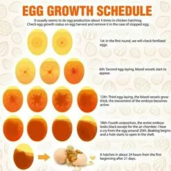 BENOBBY KIDS Mire Oeuf Testeur D'oeufs ,Testeur Pour Le Test Des œufs, Test De Fécondité Des œufs,testeur Des Oeufs De La Fertilité Mire Oeuf LED Pour Incubateur Test De Fertilité,Lumière LED Pour Vérifier L’Incubation D’Oeuf Portable Incubateur D'oeufs -Poulailler et élevage de la basse-cour Soldes Magasin 54861987 3