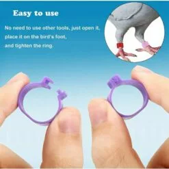 100 Pcs Bague Pour Pied D’Oiseaux Anneaux Pour Pied D'oiseau Jambe D'Anneau D'oiseau Anneaux De Pied Pour Perroquet, Pour Identification Oiseaux Pigeon Poulet Canard Volaille(Multicolor)，Starlight -Poulailler et élevage de la basse-cour Soldes Magasin 55414934 4