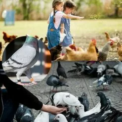 100 Pcs Bague Pour Pied D’Oiseaux Anneaux Pour Pied D'oiseau Jambe D'Anneau D'oiseau Anneaux De Pied Pour Perroquet, Pour Identification Oiseaux Pigeon Poulet Canard Volaille(Multicolor)，Starlight -Poulailler et élevage de la basse-cour Soldes Magasin 55414934 5