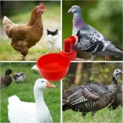 DECKON 6pcs Automatiques Supplies Abreuvoir Poules Tasses à Bol Bol En Plastique, Volailles Distributeurs D'eau Automatique De L'eau Potable Tasses Pour Poussins Cailles Canards Bird -Poulailler et élevage de la basse-cour Soldes Magasin 55886438 5