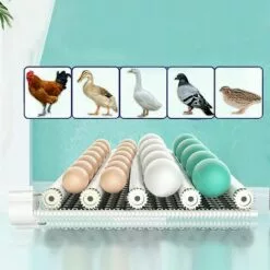 GOJOY Couveuse Automatique De 24 œufs De Poules à Affichage Digital De La Température 39 * 25 * 13 Cm Incubateur Automatique Mini Pour Couver Poule Canard Caille œufs De Canard -Poulailler et élevage de la basse-cour Soldes Magasin 57331724 5
