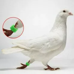 MACARON Couleurs Mélangées Bague Pour Pied D’oiseaux Bague Plastique Pour Pigeon Poussin Bantam Petit Volaille 100 Pcs LO-Ron -Poulailler et élevage de la basse-cour Soldes Magasin 57779706 5