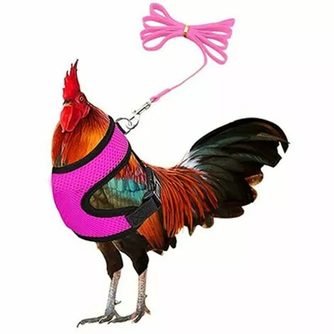 Ensoleillé Harnais De Poulet Réglable Avec Laisse - Gilet De Poule Confortable En Maille Respirante 1 Ensoleillé Harnais De Poulet Réglable Avec Laisse - Gilet De Poule Confortable En Maille Respirante