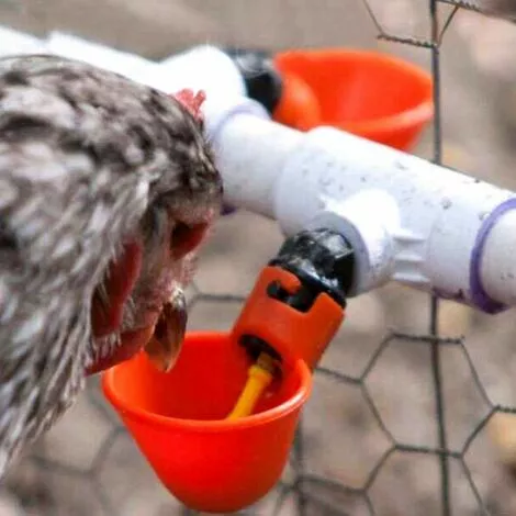 DENUOTOP Volaille Automatique Abreuvoir,6 PCS Buveur De Volaille,Poulet Abreuvoir D'eau,Buveurs Automatiques Abreuvoirs En Plastique Rouge Backyards Canard Oiseau Caille Pigeon Poule Alimentation D'eau Bol 4 DENUOTOP Volaille Automatique Abreuvoir,6 PCS Buveur De Volaille,Poulet Abreuvoir D'eau,Buveurs Automatiques Abreuvoirs En Plastique Rouge Backyards Canard Oiseau Caille Pigeon Poule Alimentation D'eau Bol – Image 4