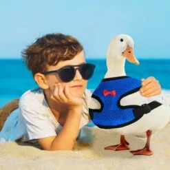 STARLIGHT 2 Pièces Harnais De Poulet Set, SL.GT Laisse Pour Poule Réglable, Harnais Respirant Chiot, Ajustable Harnet Petit Animal, Harnai Poulet Anti Traction -Poulailler et élevage de la basse-cour Soldes Magasin 60885557 5