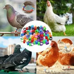 FR-LIFE BR-Vie Bague Pour Pied D’Oiseaux Anneau D'Identification En Plastique Pigeon Bague 8mm Anneaux De Pied Pour Oiseaux Pour Marquage Fermes Élevage Depoussins De Caille De Perroquet Oiseaux Volailles, 100 Pièces -Poulailler et élevage de la basse-cour Soldes Magasin 61306506 5