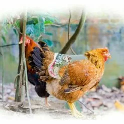 SLI-RES Tablier Poulet Selle Volaille, Selle De Poulet Poule Tablier De Poulet Pour Poule De Volaille Protecteur Dorsal D'Aile Pour Volaille Gilets De SéCurité Pour Poulet Pour Petits Animaux Volaille 21*18*0.3cm (Mélanger) 2 Pcs，Lilaris -Poulailler et élevage de la basse-cour Soldes Magasin 61346394 5