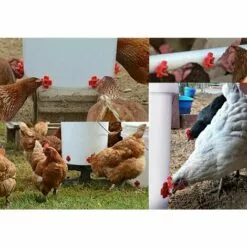 REGALOS 10 Pièces Abreuvoir De Poulet En Plastique Et En Acier Inoxydable 304 Abreuvoir Automatique De Mamelon De Poulet 32.5x34mm Abreuvoir D'oie De Poulet -Poulailler et élevage de la basse-cour Soldes Magasin 61660397 3