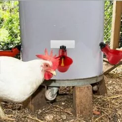 LITZEE BCC 6PCS Volaille Les Buveurs,Volaille Automatique Abreuvoir Portable,avec Tasses D'arrosage Tasses Bols Plastique Rouge Jardin Poulet Flock Duck Bird Feeder,pour Canard Pigeon Poule Oiseaux Red -Poulailler et élevage de la basse-cour Soldes Magasin 63867893 5