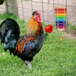 BAICCCF Accessoire Poulailler Lot De 4 Jouets De Poulet Xylophone Pour Poulailler, Brochettes De Légumes, Porte-fruits, Mangeoire Suspendue Pour Légumes Pour Accessoires De Poulailler, Jouets De Cloches De Poulet Pour Poules -Poulailler et élevage de la basse-cour Soldes Magasin 64107278 5