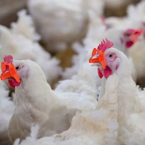 SLBRILLèRE Lunettes D'oeil Poulet Anti-pecking Poulets Goggles Équipement Agricole Pour Poulets 100pcs Rouge Pour Usage De Compagnie 2 SLBRILLèRE Lunettes D'oeil Poulet Anti-pecking Poulets Goggles Équipement Agricole Pour Poulets 100pcs Rouge Pour Usage De Compagnie – Image 2