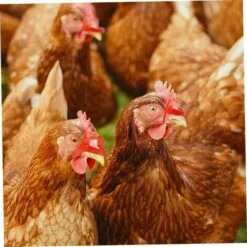 SLBRILLèRE Lunettes D'oeil Poulet Anti-pecking Poulets Goggles Équipement Agricole Pour Poulets 100pcs Rouge Pour Usage De Compagnie 6 SLBRILLèRE Lunettes D'oeil Poulet Anti-pecking Poulets Goggles Équipement Agricole Pour Poulets 100pcs Rouge Pour Usage De Compagnie -Poulailler et élevage de la basse-cour Soldes Magasin 64242987 3