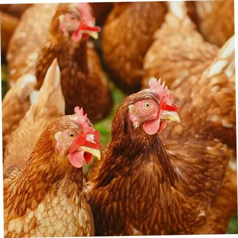 SLBRILLèRE Lunettes D'oeil Poulet Anti-pecking Poulets Goggles Équipement Agricole Pour Poulets 100pcs Rouge Pour Usage De Compagnie 3 SLBRILLèRE Lunettes D'oeil Poulet Anti-pecking Poulets Goggles Équipement Agricole Pour Poulets 100pcs Rouge Pour Usage De Compagnie – Image 3