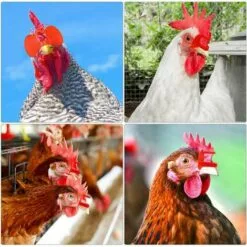 SLBRILLèRE Lunettes D'oeil Poulet Anti-pecking Poulets Goggles Équipement Agricole Pour Poulets 100pcs Rouge Pour Usage De Compagnie 7 SLBRILLèRE Lunettes D'oeil Poulet Anti-pecking Poulets Goggles Équipement Agricole Pour Poulets 100pcs Rouge Pour Usage De Compagnie -Poulailler et élevage de la basse-cour Soldes Magasin 64242987 4