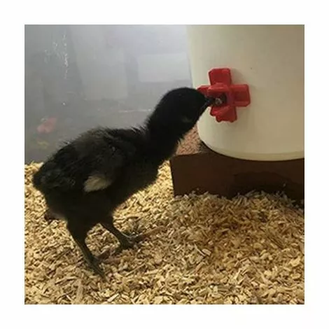 MONLY Tétine à Eau De Volaille, Abreuvoir Automatique Pour Tétine De Poulet Avec Montage Latéral Horizontal, Lot De 12 5 MONLY Tétine à Eau De Volaille, Abreuvoir Automatique Pour Tétine De Poulet Avec Montage Latéral Horizontal, Lot De 12 – Image 5