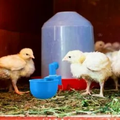 REGALOS Tasses à Eau Pour Poulet, Arrosoir Pour Poulet, Abreuvoir Pour Poulet, Abreuvoir à Remplissage Automatique Pour Volaille, Bol à Boire Pour Volaille, Tasse Pour Poulet, Canard, Dinde, Lapin (bleu, 6 Pièces) -Poulailler et élevage de la basse-cour Soldes Magasin 64546398 3