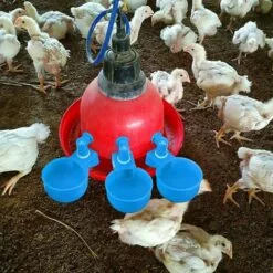 REGALOS Tasses à Eau Pour Poulet, Arrosoir Pour Poulet, Abreuvoir Pour Poulet, Abreuvoir à Remplissage Automatique Pour Volaille, Bol à Boire Pour Volaille, Tasse Pour Poulet, Canard, Dinde, Lapin (bleu, 6 Pièces) -Poulailler et élevage de la basse-cour Soldes Magasin 64546398 5