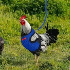 EAUDACè Harnais Souple RéGlable Harnais De Poule 2 PièCes D'éLingue De Poulet Nouvelle Laisse Pour Animaux De Compagnie, RéGlable, Confortable, Respirante, Petite Laisse De Canard Avec Laisse Pour Animaux(M) 8 EAUDACè Harnais Souple RéGlable Harnais De Poule 2 PièCes D'éLingue De Poulet Nouvelle Laisse Pour Animaux De Compagnie, RéGlable, Confortable, Respirante, Petite Laisse De Canard Avec Laisse Pour Animaux(M) -Poulailler et élevage de la basse-cour Soldes Magasin 64737783 4