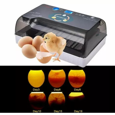 LINKLIFE™ Linklife Incubateur D'?ufs - Eclairage Dirig¨¦ - Fonction De Rotation Automatique - Capacit¨¦ D'oeufs: 12 PCS £¨Manuel En Fran?ais.£© 2 LINKLIFE™ Linklife Incubateur D'?ufs - Eclairage Dirig¨¦ - Fonction De Rotation Automatique - Capacit¨¦ D'oeufs: 12 PCS £¨Manuel En Fran?ais.£© – Image 2