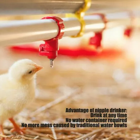 OUSUDELA 20pcs Automatique Tétine Abreuvoir Poule Volaille Poulet Canard Poule Distributeur D'eau Le Style Vis à Vis élevage Alimentation Du Bétail Abreuver équipement RougeÉquipement Pour Bétail 2 OUSUDELA 20pcs Automatique Tétine Abreuvoir Poule Volaille Poulet Canard Poule Distributeur D'eau Le Style Vis à Vis élevage Alimentation Du Bétail Abreuver équipement RougeÉquipement Pour Bétail – Image 2