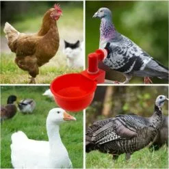 QERSTA 6pcs Automatiques Supplies Abreuvoir Poules Tasses à Bol Bol En Plastique, Volailles Distributeurs D'eau Automatique De L'eau Potable Tasses Pour Poussins Cailles Canards Bird -Poulailler et élevage de la basse-cour Soldes Magasin 67646874 5