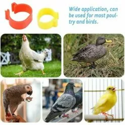 MONLY 300 Anneaux De Pied De Volaille, Petits Anneaux De Serrage De Volaille, Bandes De Volaille Pour Marquer Les Oiseaux, Perroquets, Pigeons, Cailles, Poussins (Jaune/bleu/blanc/violet/rouge/vert)，Fonepro -Poulailler et élevage de la basse-cour Soldes Magasin 67668130 5