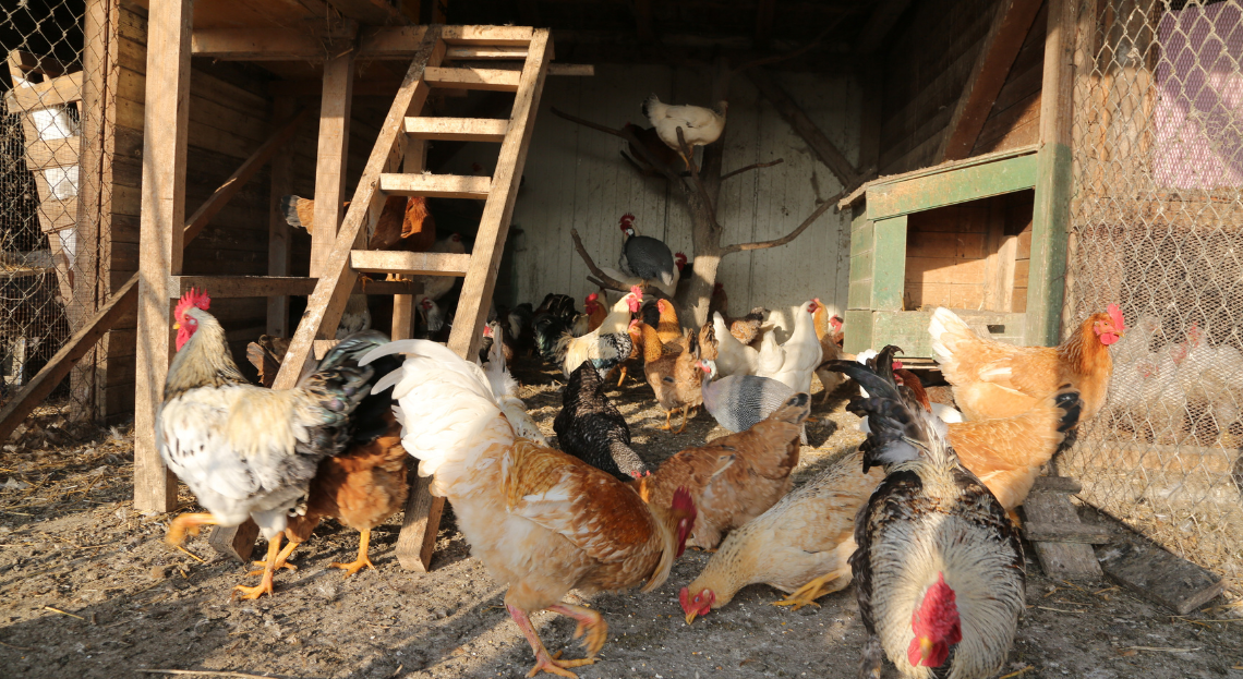 Poulailler et élevage de la basse-cour Soldes Magasin -Poulailler et élevage de la basse-cour Soldes Magasin rats dans le poulailler